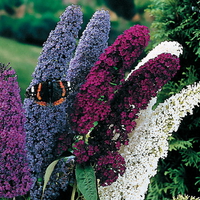 Butterfly bush