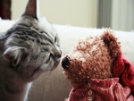 cat with teddy