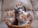 kittens