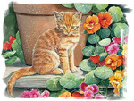 Ginger and Nasturtiums - Cat F1