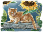 Sally and Sunflowers - Cat F1