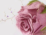 Pink Rose