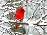 Red cardinal