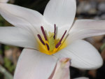 Tulipa