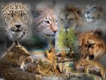 Big Cats Collage