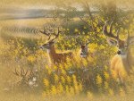 Deer In The Meadow