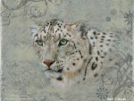 Snow Leopard