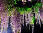 wisteria at night