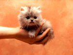 Kitty in hand