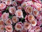 roses for my friends