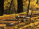 park bench in autumn