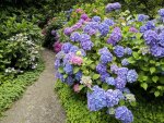strafford hydrangea 