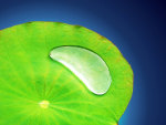 Water Drop On Leaf