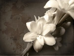 White Flower  