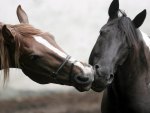 horses kiss