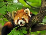 Red panda