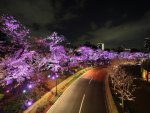 purple lighted trees