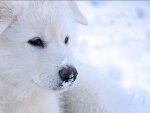 Snow-white dog