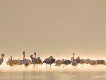 Flamingos