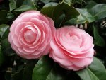 camellia