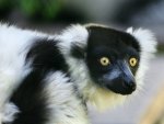 Black and White Ruffled Lemur