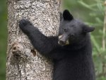 Black Bear Cub