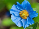 Blue Poppy