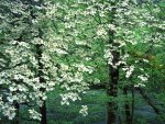 Dogwood Trees