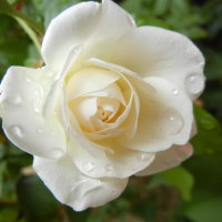 White Rose