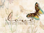 Love Is Like A Butterfly