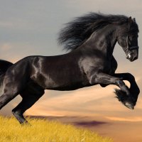 Ebony Horse