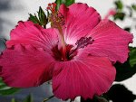 Pink Hibiscus