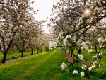 Lovely Orchard