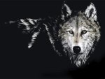 Wolf in Black