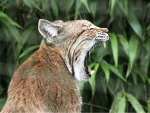 Yawing Lynx