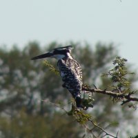 Pied Kingfisher