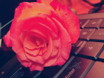 Keyboard Rose for My On Line Friends