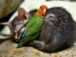 a cat and a birb