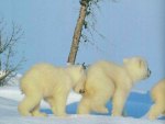 Polar bears walking