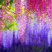 The beauty of wisteria