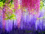 The beauty of wisteria