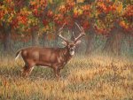 a northern buck