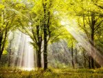 Forest Sunbeams