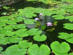 Lily Pond