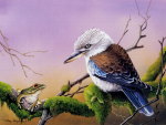 BLUE WINGED KOOKABURRA