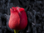 smoked rose