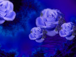 blue roses