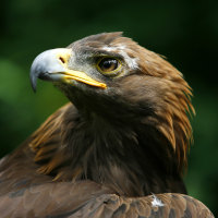Eagle