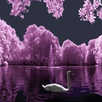 Beautiful Swan Lake