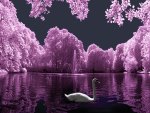 Beautiful Swan Lake